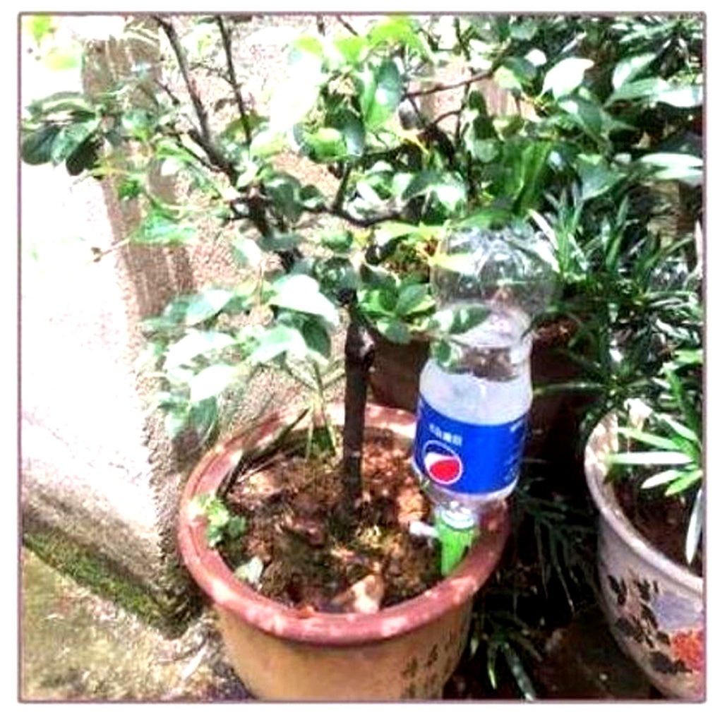Niki | Automatic Plant Watering Spikes - Adjustable Flow Garden Aid